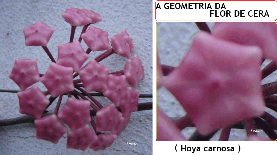 A Razão Áurea e a Geometria da Flor de Cera – Hoya Carnosa