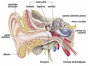A Audição