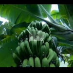 Bananas “Refinadas” Crescem ao Som de Música Clássica
