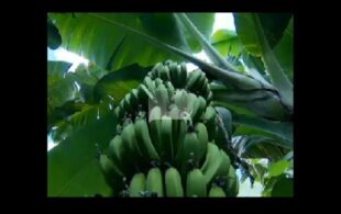 Bananas “Refinadas” Crescem ao Som de Música Clássica