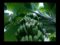 Bananas “Refinadas” Crescem ao Som de Música Clássica