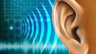 De 20 a 20.000 Hz – Os Limites da Audição Humana