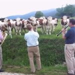 Vacas Gostam de Música