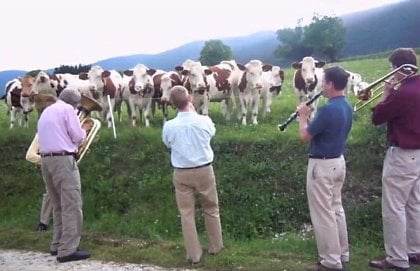 Vacas Gostam de Música