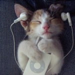 Gatos Também Gostam de Música