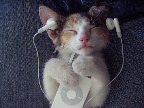 Gatos Também Gostam de Música